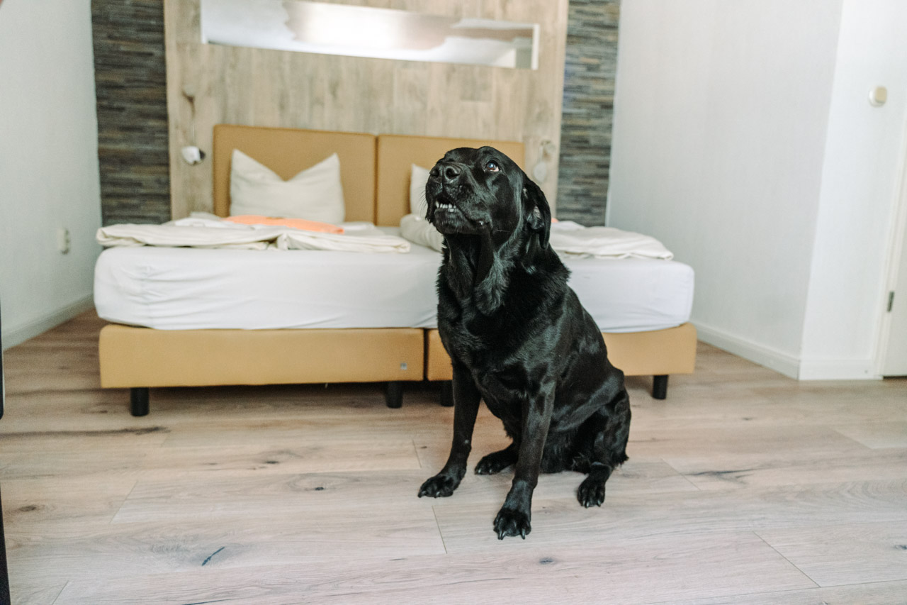 Ein schwarzer Labrador sitzt am Fußende eines Doppelbettes auf dem Laminat. Im Hintergrund ein Doppelbett.